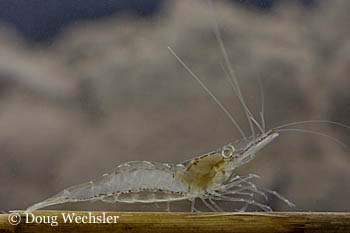 Grass shrimp _F2B3358.jpg - 42619 Bytes